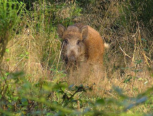  Image name: 48 Cinghiale.jpg 
 width: 500 pixel 
 height: 380 pixel 
 Size: 71539 bytes 
 Click to enlarge 